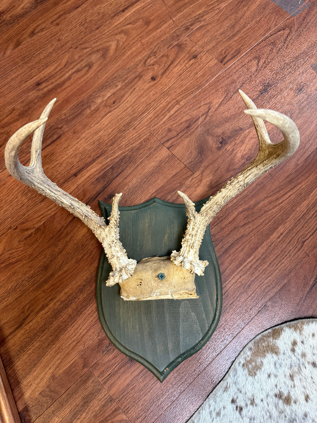 Vintage Inspired Antlers on Wood Base