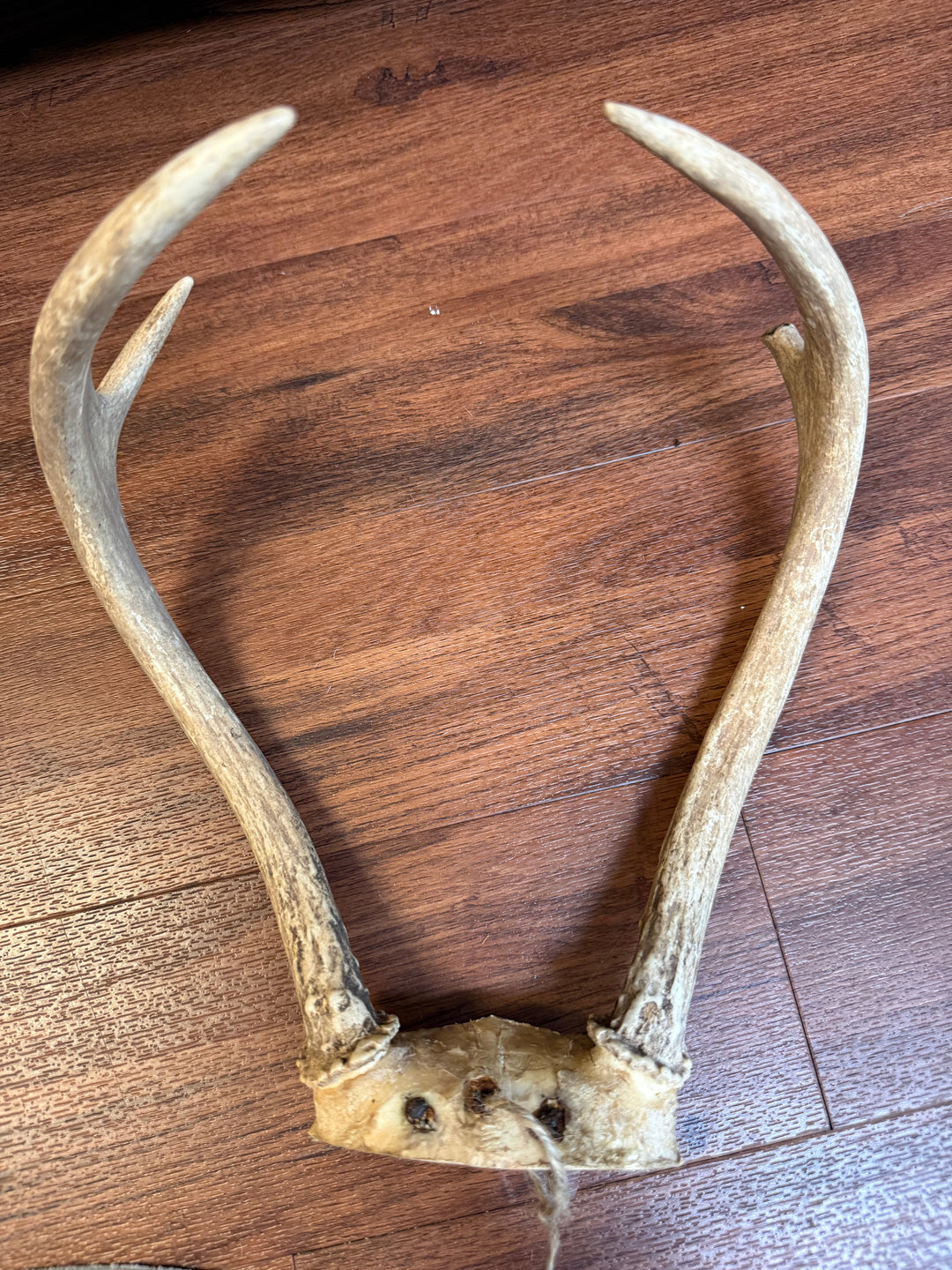 Vintage Inspired Antlers